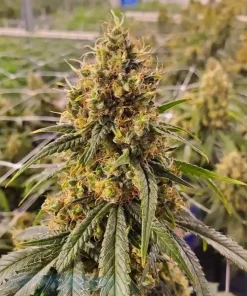 CBD Super Silver Haze