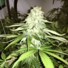 Buy CBD White Widow
