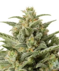CBD White Widow2 Buy CBD White Widow