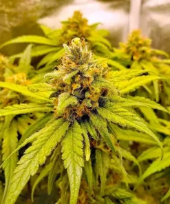 California Dream Seeds1 Buy California Dream Seeds