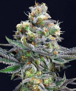 Buy Cement Shoes Seeds