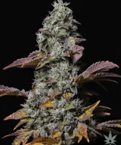 Cement Shoes Seeds Buy Cement Shoes Seeds