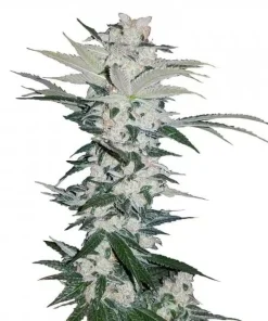 Chemdawg Seeds 1 Buy Chemdawg Seeds Online