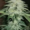 Buy Chemdawg Seeds Online