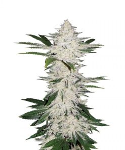 Chemdawg Seeds Buy Chemdawg Seeds Online