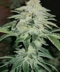 Buy Chemdawg Seeds Online