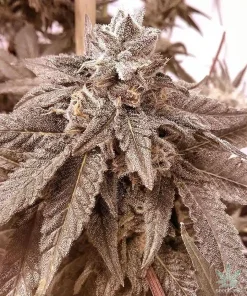 Cherry Pie Seeds1 Buy Cherry Pie Seeds