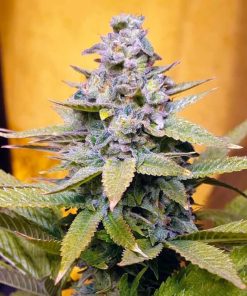 Cream Caramel Seeds Cream Caramel Seeds