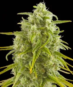 Critical Jack Seeds Critical Jack Seeds