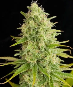 Critical Jack Seeds1 Critical Jack Seeds