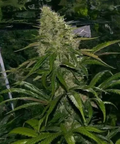 Critical Mass Fast Seeds Critical Mass Fast Seeds