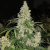 Critical Mass Cannabis Seeds for Sale