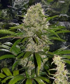 Critical Mass Seeds Critical Mass Cannabis Seeds for Sale