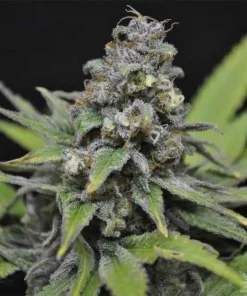 Critical Mass Seeds1 Critical Mass Cannabis Seeds for Sale