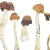 Buy Daddy Long Legs Magic Mushrooms Online