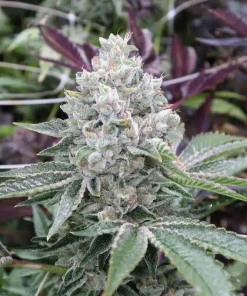 Do Si Dos Seeds Feminized Do Si Dos Seeds