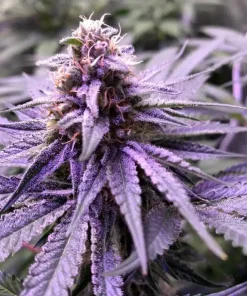 Do Si Dos Seeds1 Feminized Do Si Dos Seeds