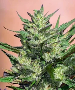Exodus Cheese Seeds Exodus Cheese Seeds