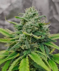 Exodus Cheese Seeds1 Exodus Cheese Seeds