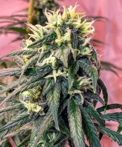 Exodus Cheese Seeds3 Exodus Cheese Seeds
