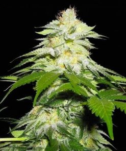 Fire OG Seeds BUY FIRE OG SEEDS