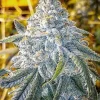 BUY FIRE OG SEEDS