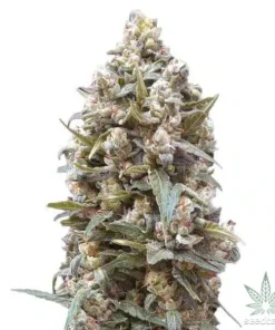 Girl Scout Cookies Seeds GSC 1 Buy Pineapple Auto Seeds