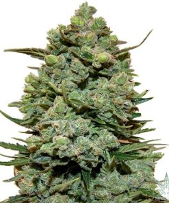 Girl Scout Cookies Seeds GSC Buy Pineapple Auto Seeds