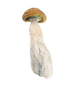 Gold Member cheap Gold Member psychedelic mushrooms