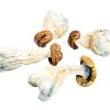 cheap Gold Member psychedelic mushrooms