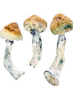 Golden Teacher Magic Mushrooms2 Buy Golden Teacher Mushrooms Online