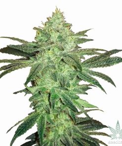 Gorilla Glue 4 Seeds Buy Authentic GG4 Strain