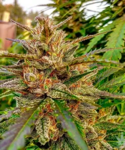 Granddaddy Purple Seeds 1 Buy Granddaddy Purple Seeds