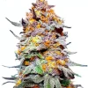 Buy Granddaddy Purple Seeds