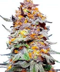 Buy Granddaddy Purple Seeds