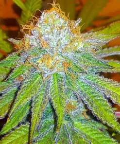 Granddaddy Purple Seeds1 Buy Granddaddy Purple Seeds