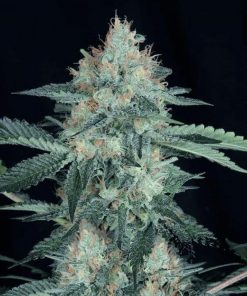 Great White Shark Seeds