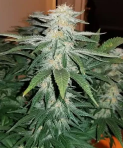 Green Crack Seeds1 Buy Green Crack Seeds