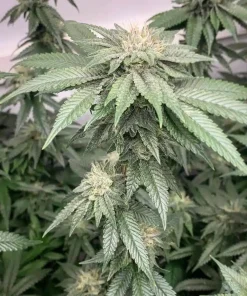 Green Crack Seeds2 Buy Green Crack Seeds