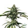 HiLo CBD Seeds – 25:1