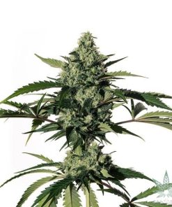 HiLo CBD Seeds – 25:1