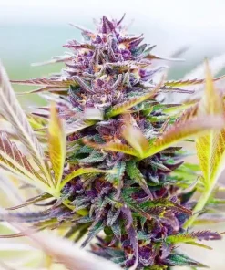 Hindu Kush Seeds Buy Hindu Kush Seeds