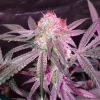 Buy Hindu Kush Seeds