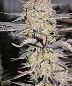 Humboldt Seeds1 Humboldt Seeds