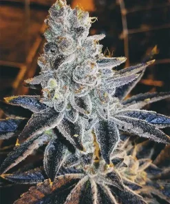 Humboldt Seeds2 Humboldt Seeds