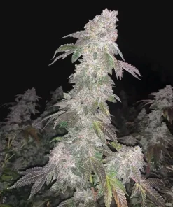 Ice Cream Cake Seeds Ice Cream Cake Seeds