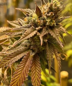 Ice Cream Cake Seeds2 Ice Cream Cake Seeds