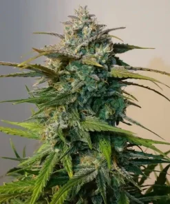 Jack Herer Seeds 1 Buy Jack Herer Seeds