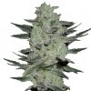 Buy Jack Herer Seeds