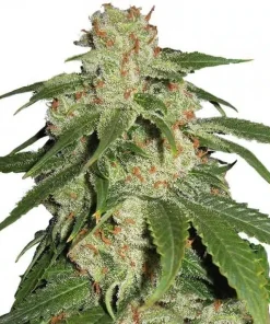 Jack Herer Seeds 2 Buy Jack Herer Seeds